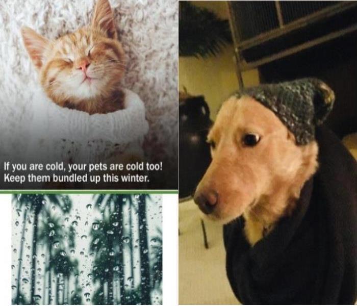 Rain drops on a window, dog dressed in a hat and scarf, kitten in a blanket