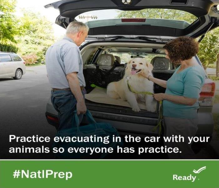 Owners practicing an evacuation with a white medium size dog sitting in the back of an SUV with back hatch open