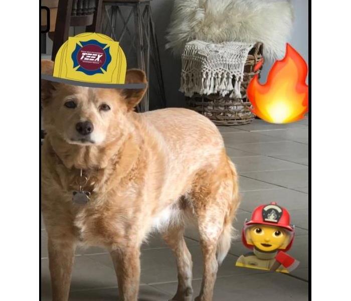 reddish dog with animated fire helmet and flames in the picture, inside a house