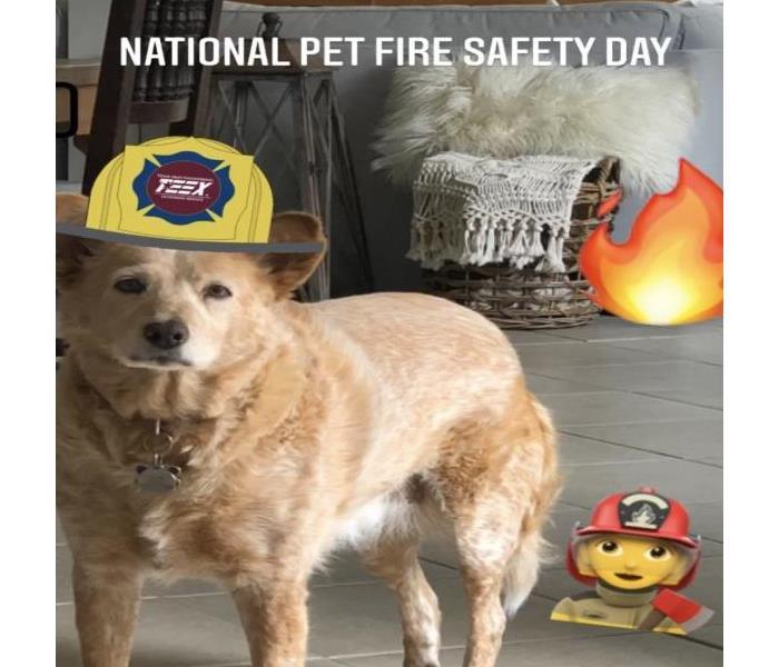 reddish dog with a red fire hat on standing with a flame in the background.