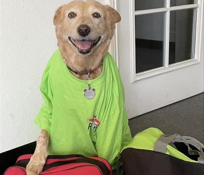 dog with red emergency bag