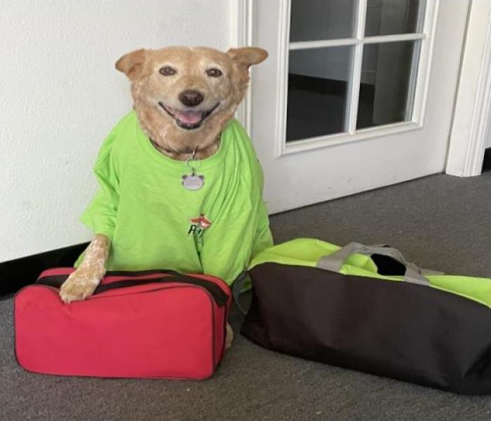 a dog with a green tshirt on, black and green duffle bag and red emergency bag