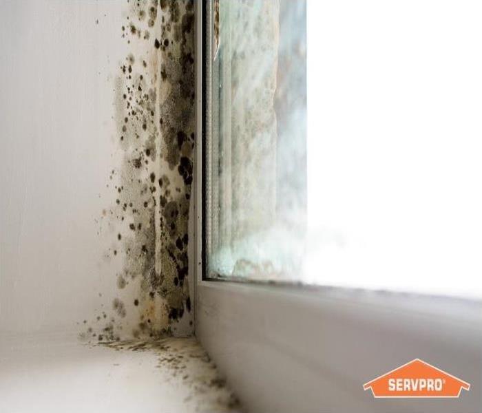 white walls with black mold near window