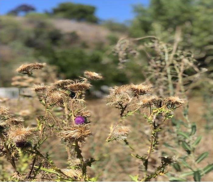 dried out brown weeds with purple flowers with brown hills in the background